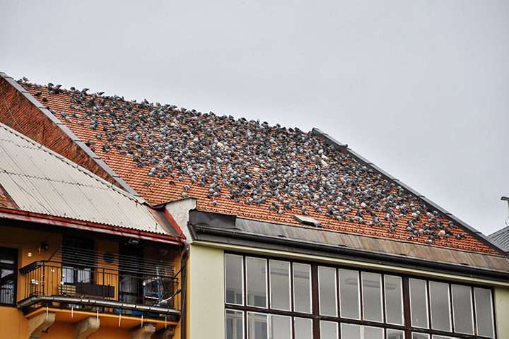 A2B Pest Control are able to install spikes to deter birds from roofs in Broadstairs. 