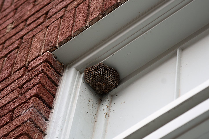 We provide a wasp nest removal service for domestic and commercial properties in Broadstairs.